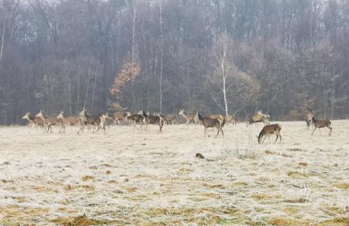 Domek na Kamieńcu - Foto 45