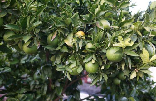 King Suite, 5 Queen beds Spacious Modern Home - Foto 26