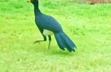 Nosso Cantinho Delfinópolis Serra da Canastra - Photo 27