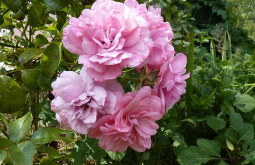 Gites de la Haie - Foto 2