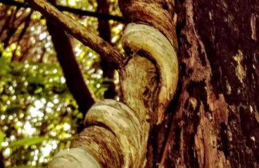 Secluded Sedona Tiny House in Woods Near Lake | Fire Pit, Hammocks, Full Kitchen & Breakfast - Foto 37