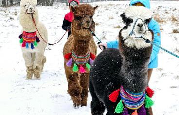 Nad Potokiem z Alpakami - Foto 24