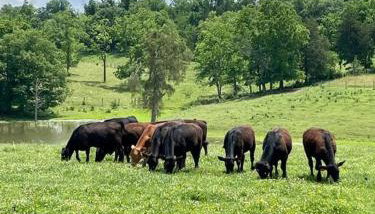 Bourbon Trail: Caboose on the Farm - Foto 4