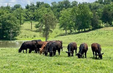Bourbon Trail: Caboose on the Farm - Foto 4