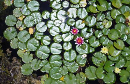 Quinta do Arade - casa 4 pétalas - Foto 62