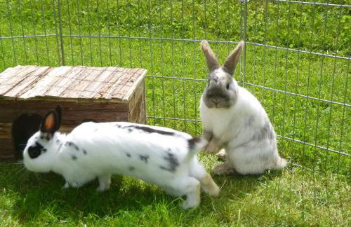 Ferienwohnung Bergahorn - Foto 7