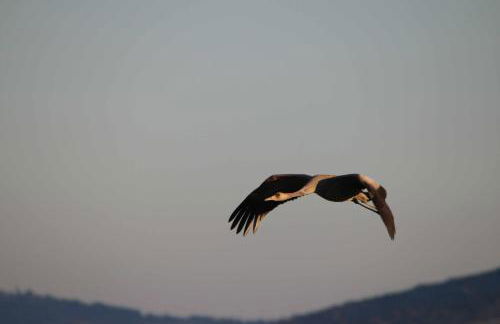 Casas rurales LA LAGUNA y LA BUHARDILLA DE LA LAGUNA - Foto 54