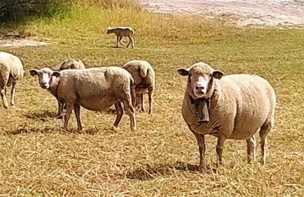 Monte da Tojeirinha - Foto 37