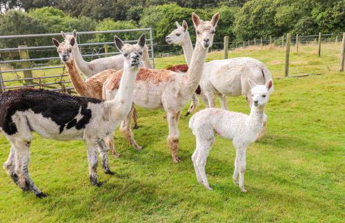 Shepherds Hut - The Hurdle - Foto 22