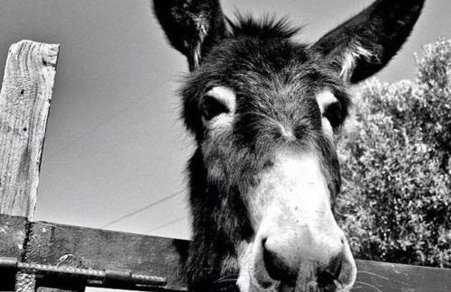 Agriturismo Fassi - Foto 24