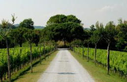 Relais Russiz Superiore - Foto 9