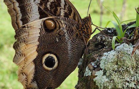 Glampling Nubes de Monteverde - Foto 71