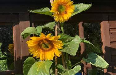 The Willow (Alton Towers, Animals, Peak District) - Foto 31