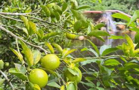 Chalé da Cachoeira - Cachoeira particular dentro da hospedagem - Foto 77