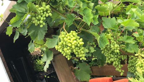 Ferienvilla-mv - Foto 3