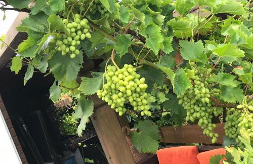 Ferienvilla-mv - Foto 3