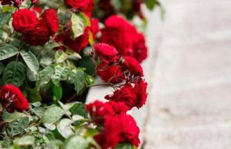 Red Roses-Traditional House - Photo 17