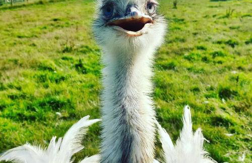 Stunning 16th Century Farmhouse in Suffolk - Foto 37