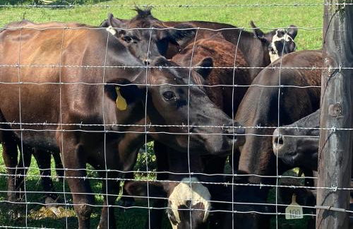 Cozy Farmhouse near Mammoth Cave on 45 acre farm - Foto 16