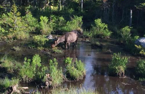 1800OR Unique 'yurt' home in Bretton Woods 1 mi to skiing firepit foosball beach Hot tub - Foto 86