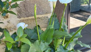 Gite 2, Domaine Logis Gascogne - Photo 4, Garden