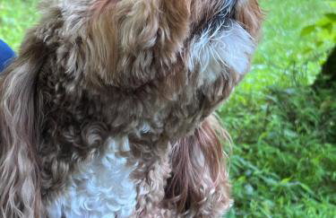 Nantahala River Luxury Escape-on the river! - Foto 76