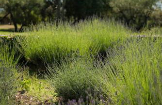 Mas exceptionnel à Lagnes, Provence - Foto 65