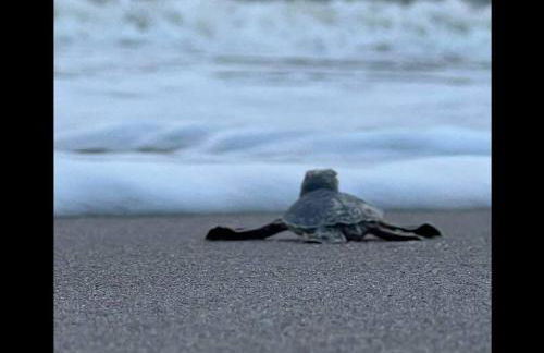 Cocoa, Beach house - Foto 36