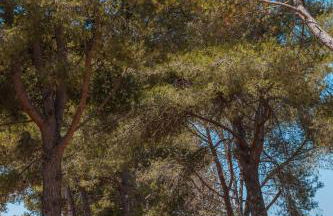 Trullo Tarantini con piscina privata - Foto 29