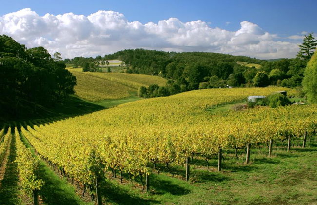 Dégustez le Barossa : Expérience en coulisses - Visite privée - Photo 1