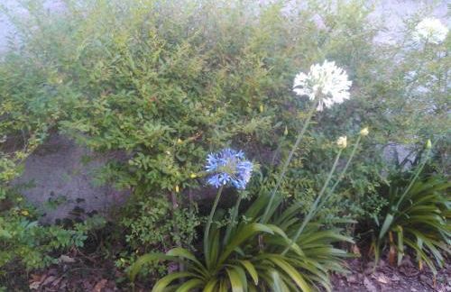 Casa Do Fiscal - Foto 23