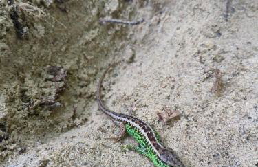 Hacienda domek całoroczny z jacuzzi w lesie pod Rzeszowem - Foto 37