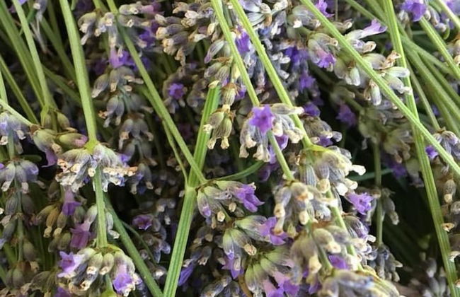 Tenuta di Cascina Diavolo dei Boschi - Foto 30