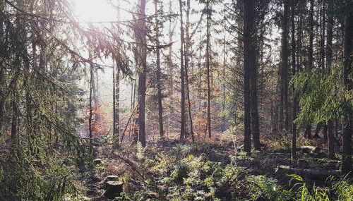 Chalet "Waldhauszeit" am See - Photo 5