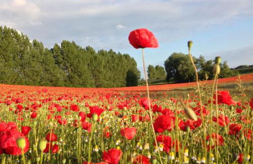 Wohnung mit Grossem Garten an der Ostseekuste - Foto 36