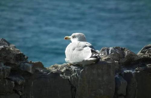 Brezza Marina - Foto 13