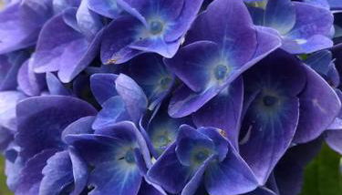 Casa privata con splendida vista lago "Il Gallicantus" - Foto 3, Garden