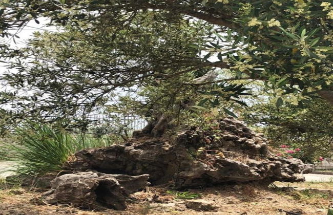 Villa in Axos With Pool Near Panormo Beach - Foto 24