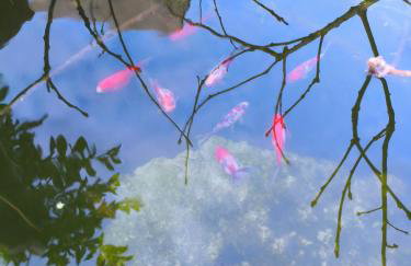 Tapada das Carvalhas - Foto 34