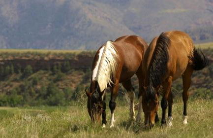 Gorgeous Ranch Stay Accommodation with Amazing Views in Livermore, Colorado - Foto 5
