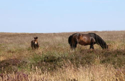 Exe Valley Lodge - Foto 18