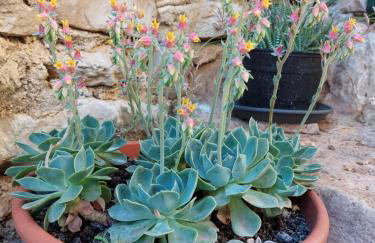 Apartment Kumbaya-Mušalež - Foto 18