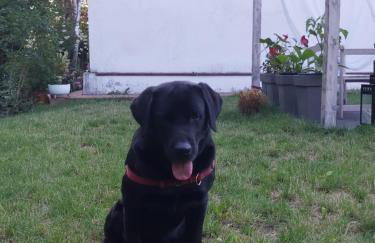 Leśne Zacisze Kretowiny 88 nad jeziorem Narie z własnymi pomostami apartamenty sezonowe lato - Foto 13