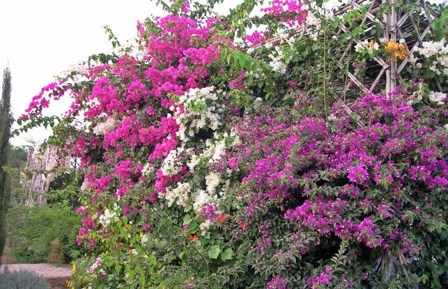 Le Jardin aux Etoiles - Foto 44