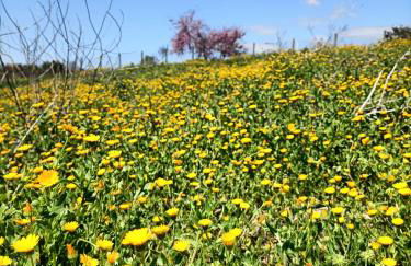 Casa mia Metro A 100mt - Foto 70