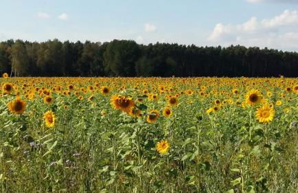 Ferienwohnung Giovanni Studio - Foto 30