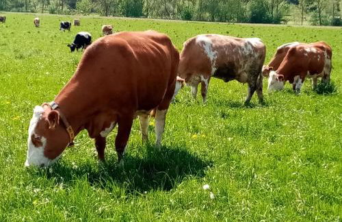 Lüns Ökoferien - Foto 14