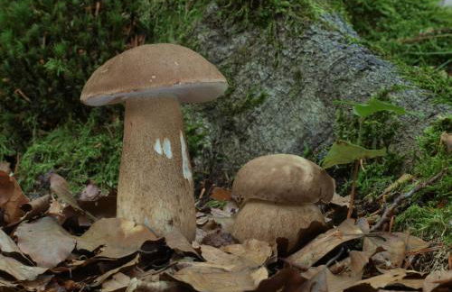 Ferienwohnung Am Weltnaturerbe Grumsin - Foto 17