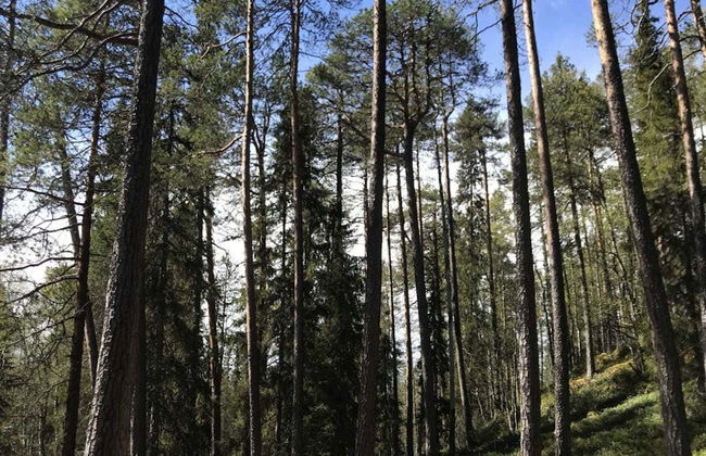 Trilha pelo Parque Nacional de Riisitunturi - Foto 1