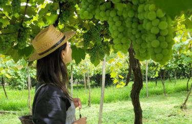 Casa da Vó Hospedagem Afetiva - Foto 7